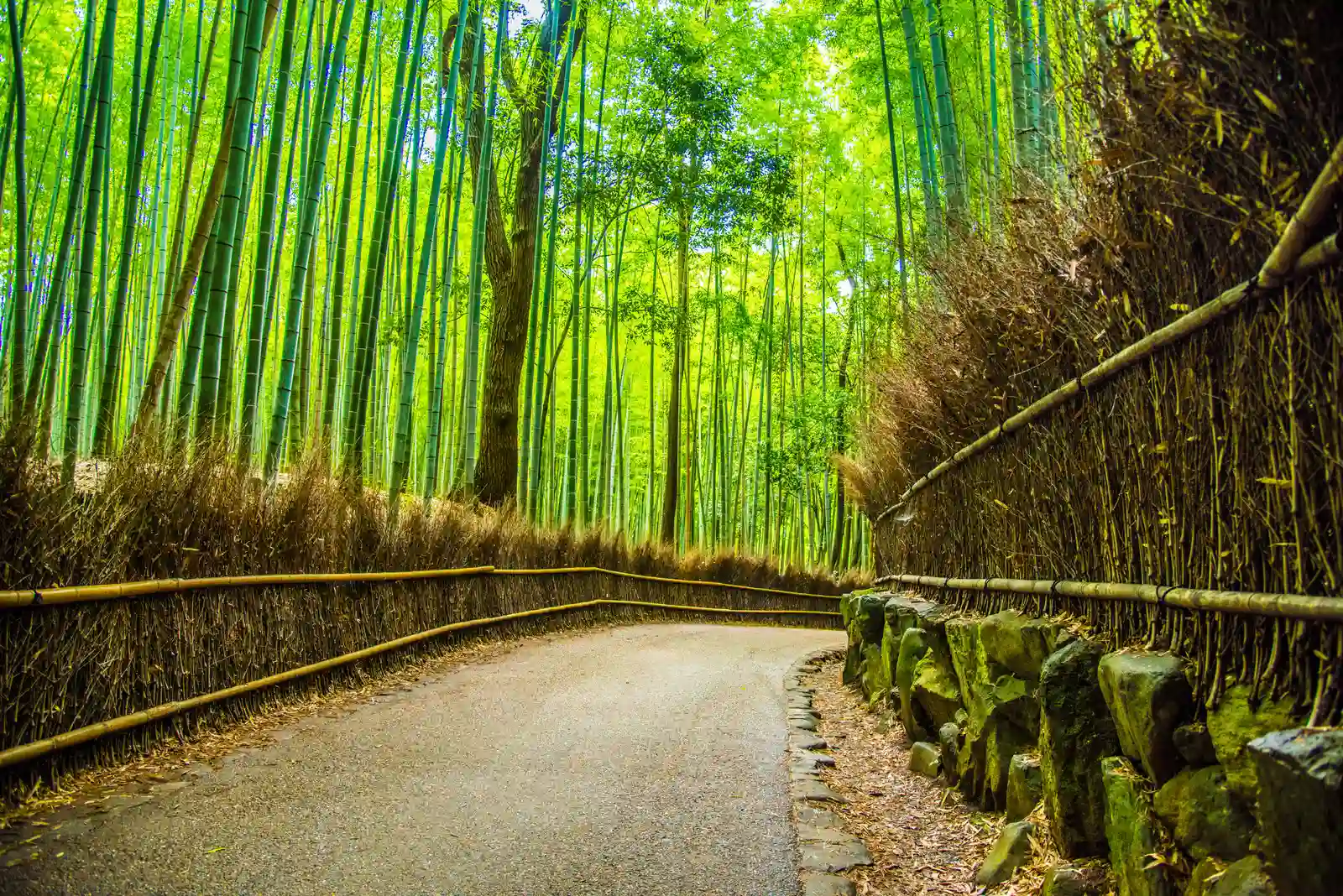Japon-Kyoto-Arashiyama-Foret de bambou