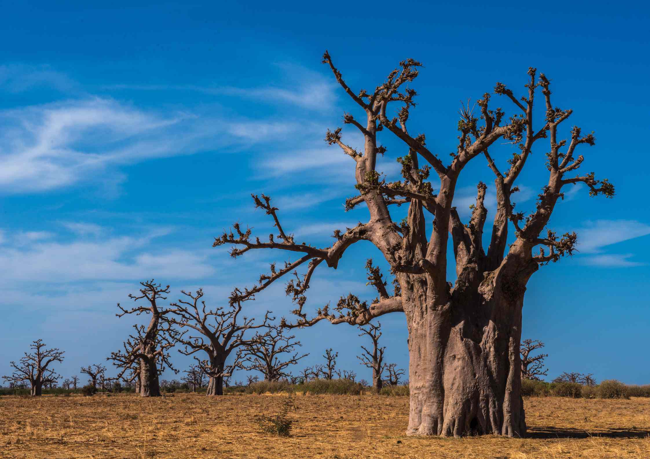 baobab-abre-a-lenvers-senegal