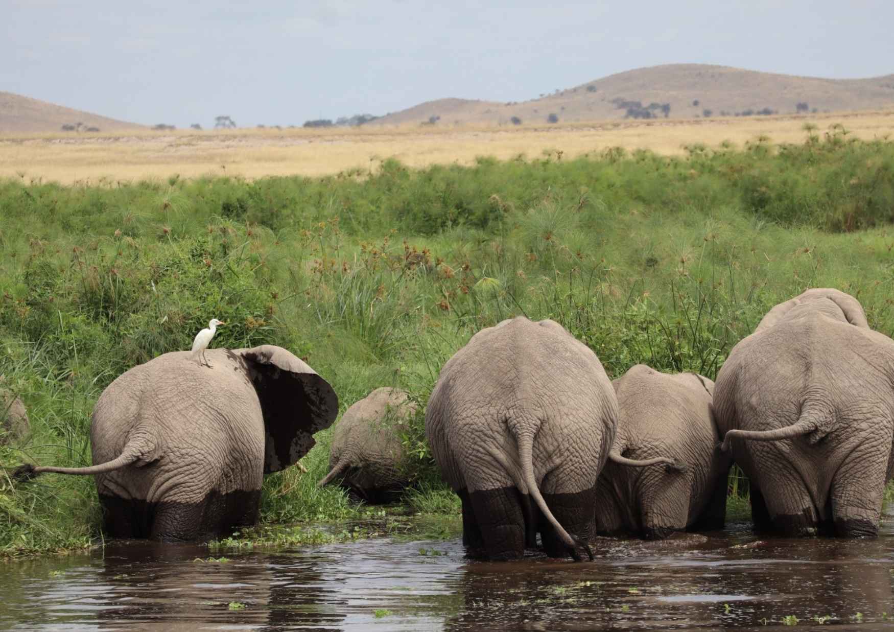 élépgant-safari-kenya-amboseli