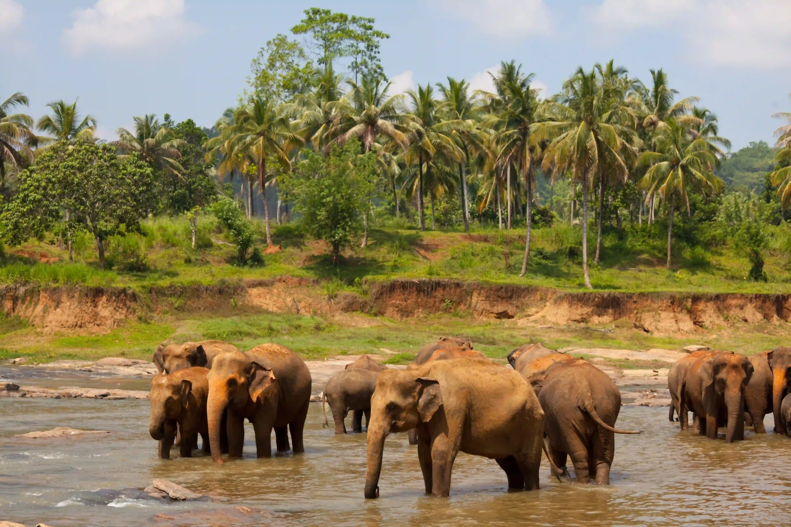 elephants-sri-lanka (1)