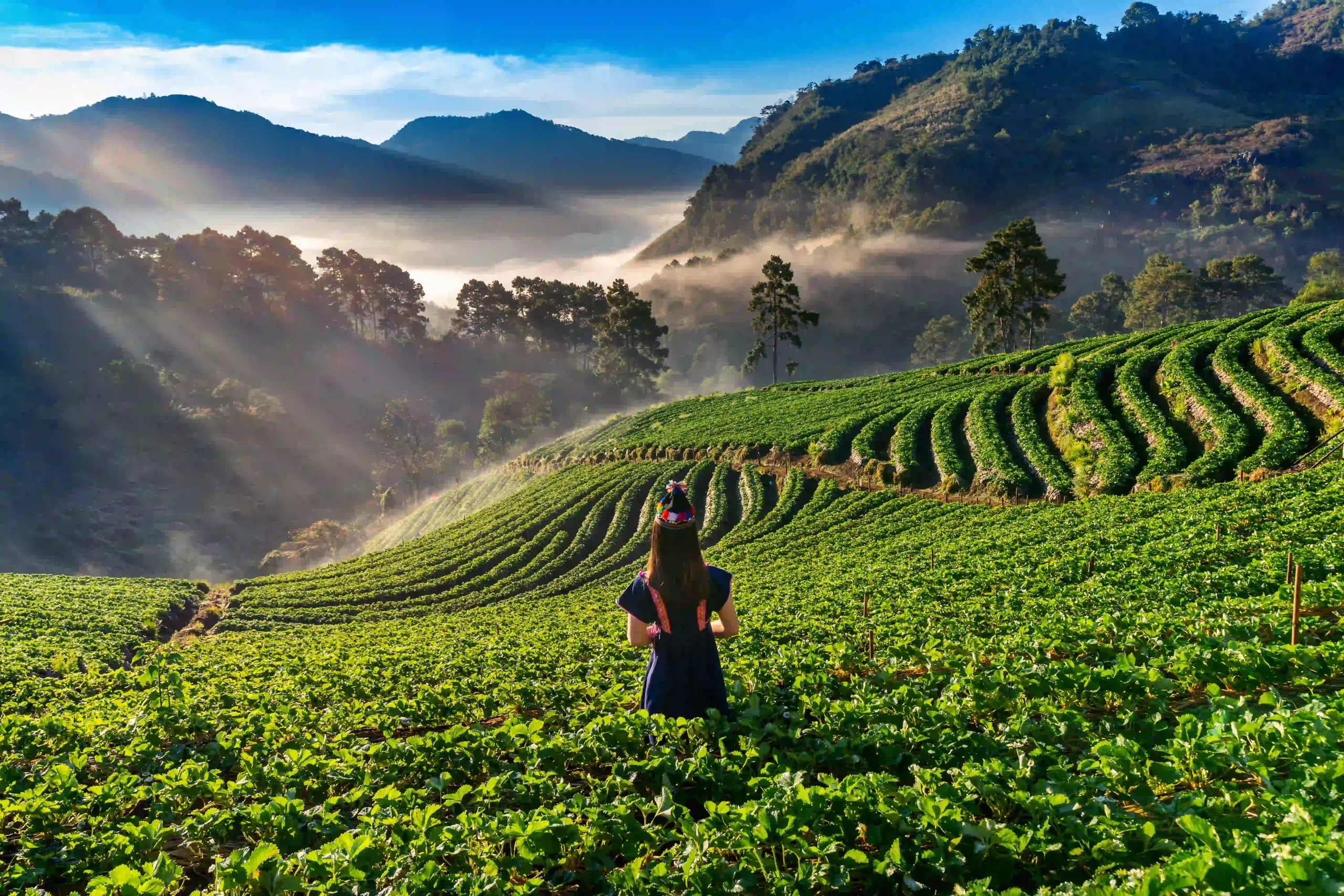 femme-vêtue-d'un-costume-traditionnel-des-tribus-des-collines-dans-un-jardin-de-fraises-à-Doi Ang Khang, Chiang Mai, Thaïlande