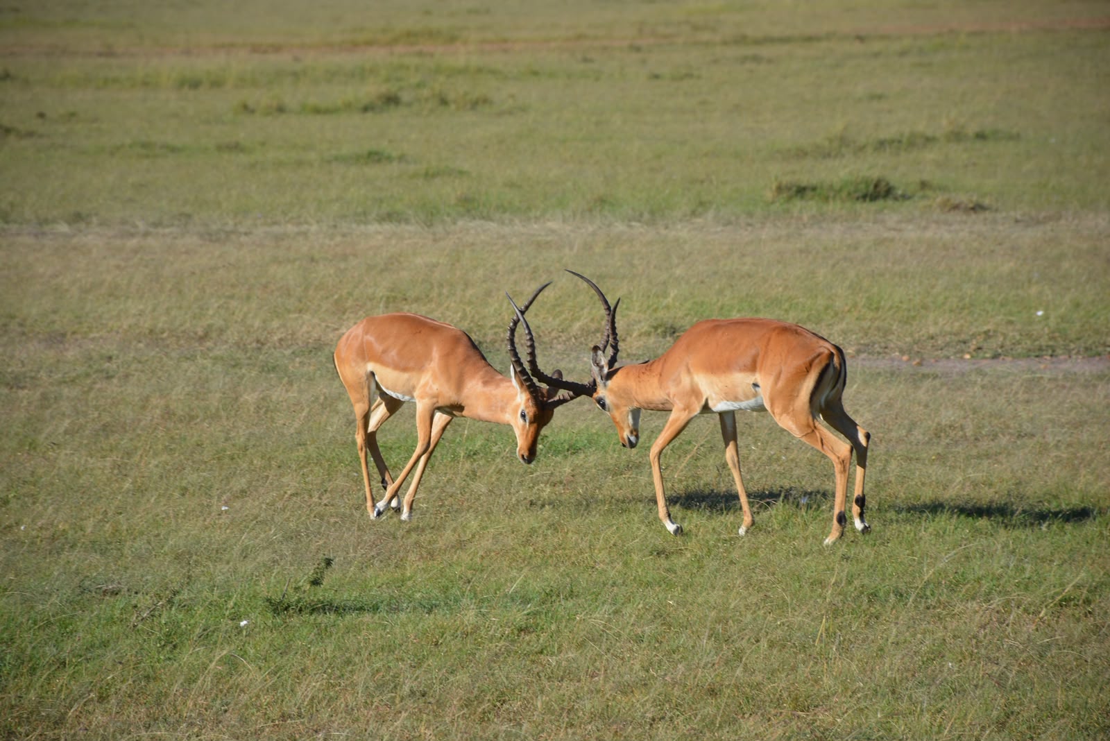 gazelle-antilope-masai-mara