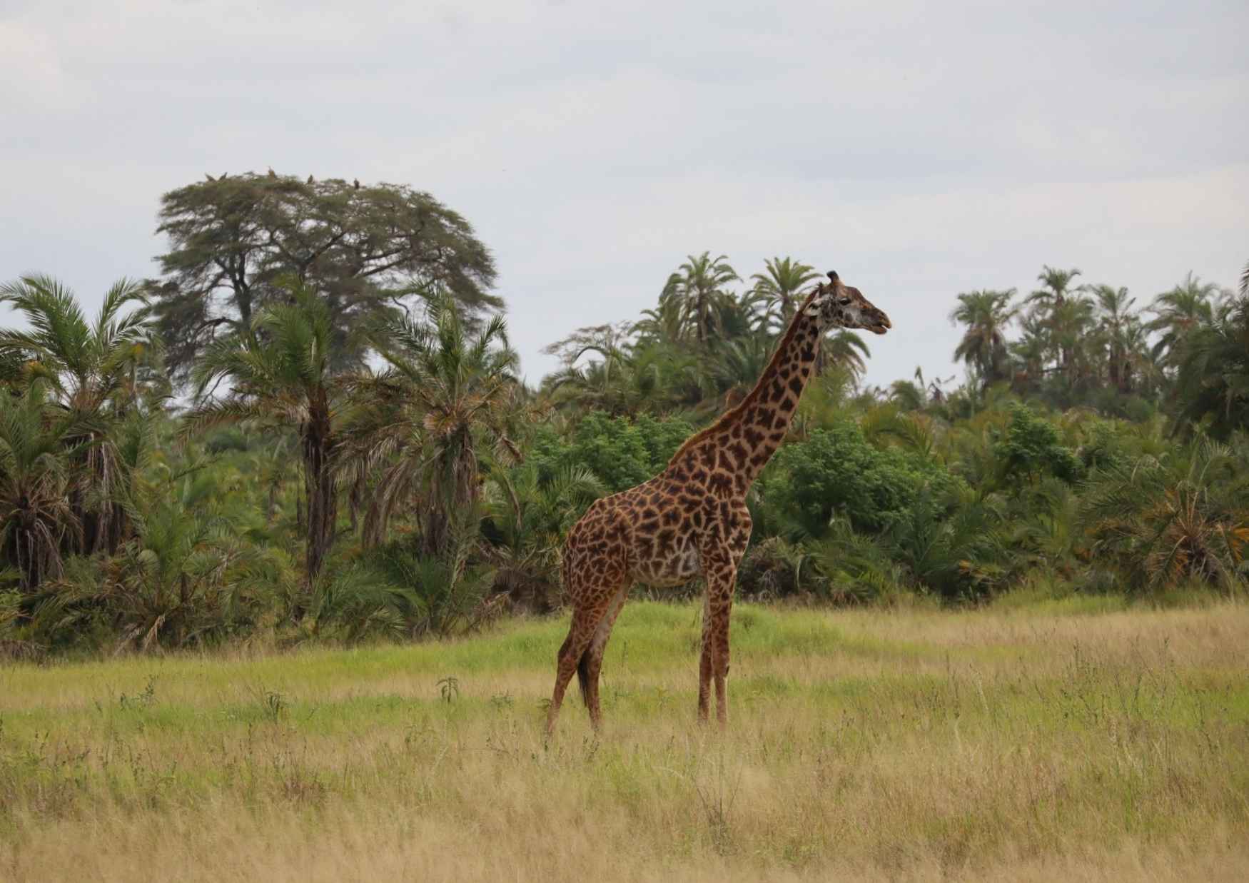 kenya-girafe-safari