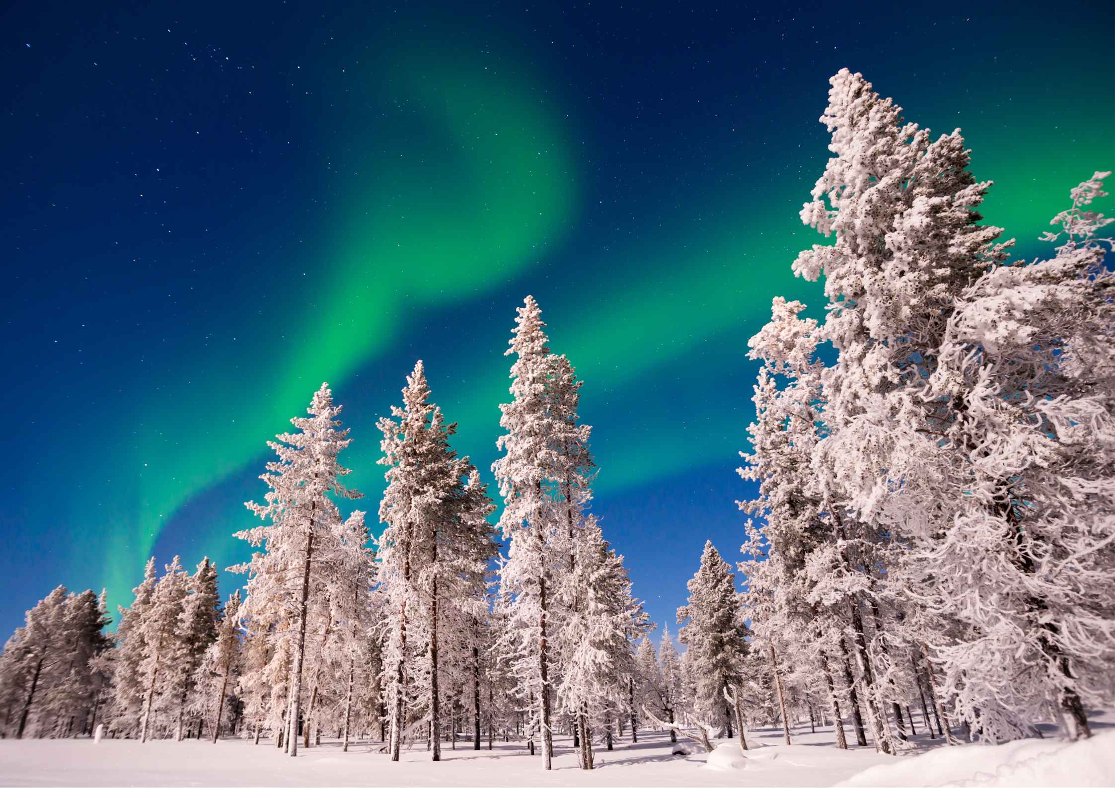 laponie-aurore-boréale-sapin-neige