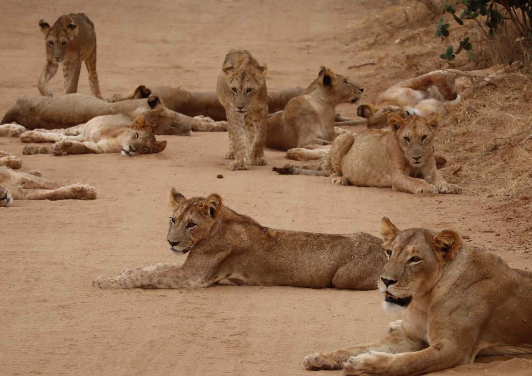 lion-kenya-tsavo