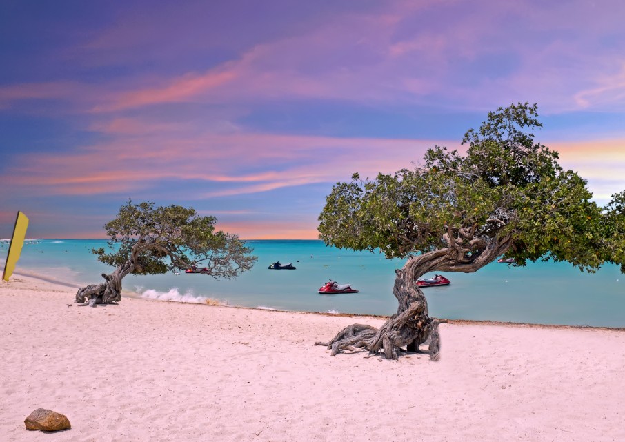 arbres Fofoti-aruba-eagle beach-caraibes