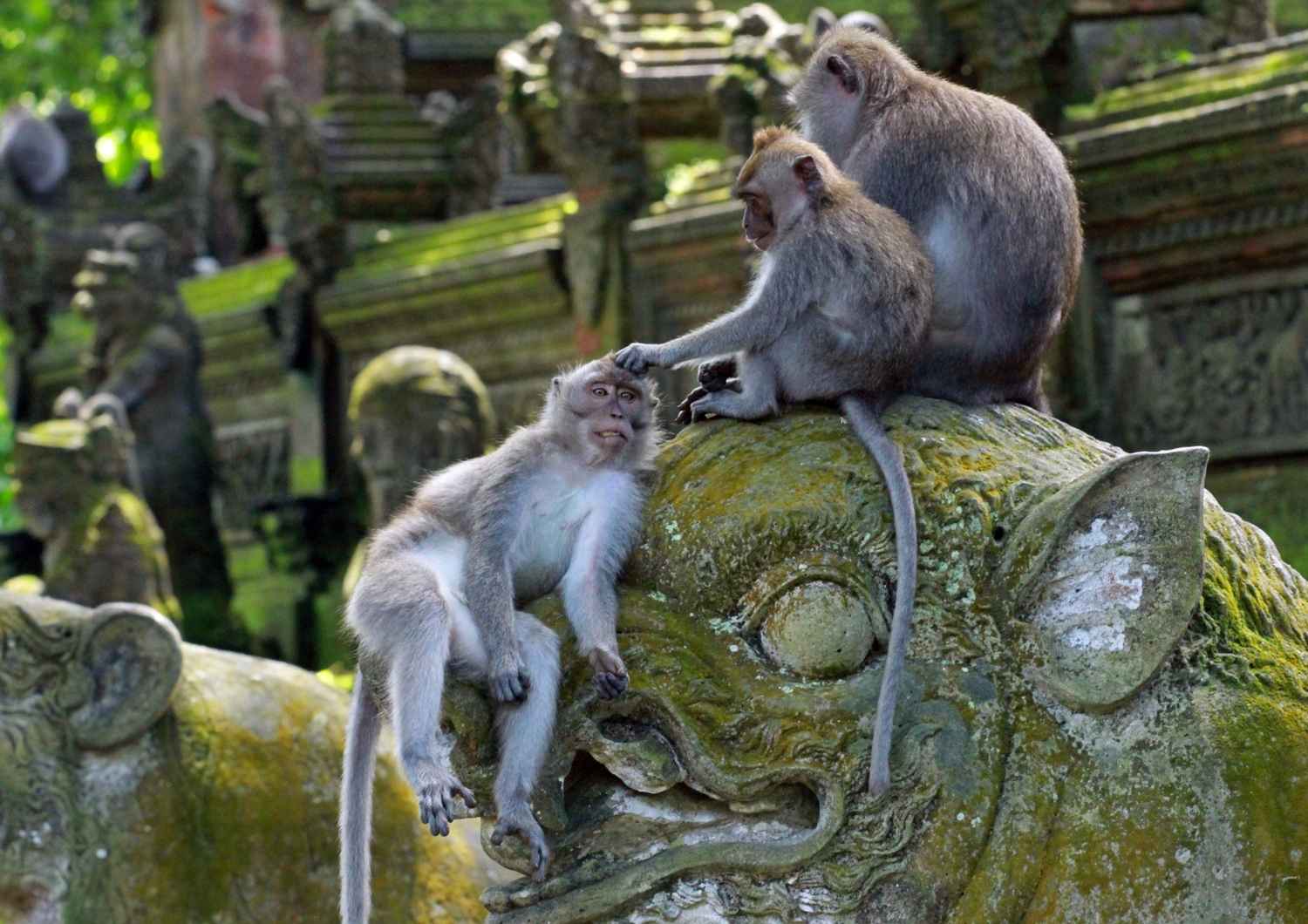 monkey-forest-ubud